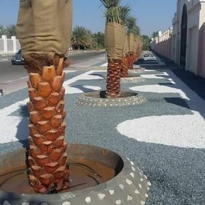 تكريب نخل في بالرياض